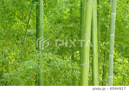 竹林 竹林 6094927