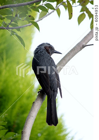 ヒヨドリ ヒヨドリ 6094953