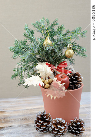 クリスマス用に飾り付けたコニファー ブルースター の写真素材