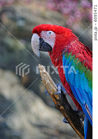 アカコンゴウインコ 6095471