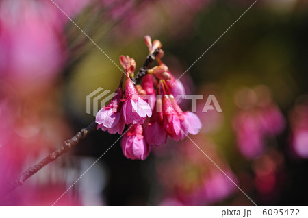 桜 6095472
