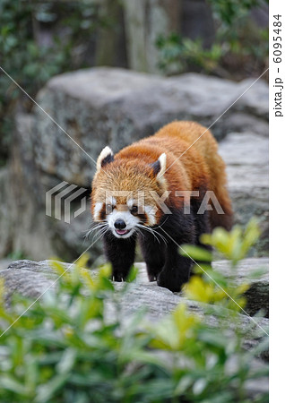 レッサーパンダ レッサーパンダ 6095484