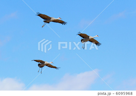 カナダヅル 6095968