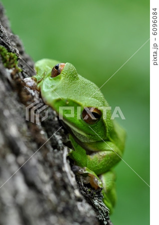 モリアオガエル 6096084