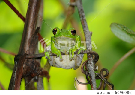 モリアオガエル 6096086