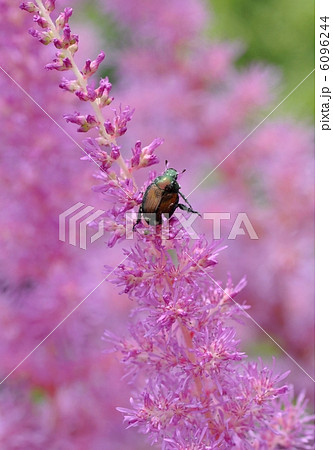 マメコガネ 6096244