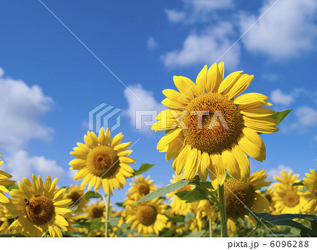 ヒマワリ ヒマワリ 6096288