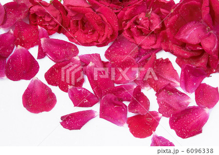 rose petal as background 6096338
