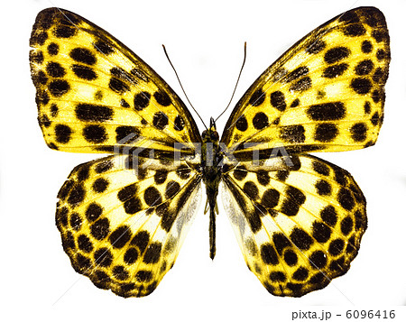 butterfly isolated butterfly isolated 6096416