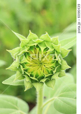 向日葵の蕾のアップ 向日葵の蕾のアップ 6096439