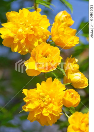 八重ヤマブキ 6096655