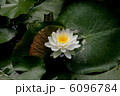 梅宮大社　睡蓮  6096784