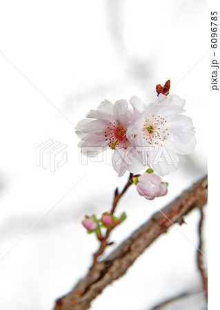 不断桜 6096785