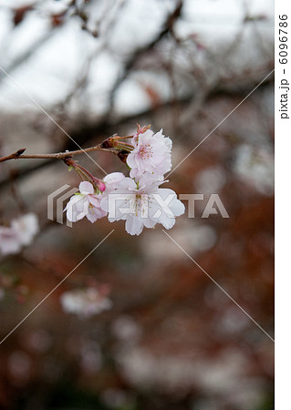 不断桜と冬空 不断桜と冬空 6096786