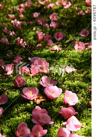 霊鑑寺　椿と苔 6096787