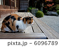 金福寺　猫 6096789