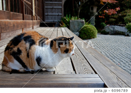 金福寺 猫 金福寺 猫 6096789