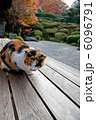 金福寺　猫 6096791