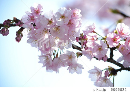 空をバックに寒桜のアップ 空をバックに寒桜のアップ 6096822