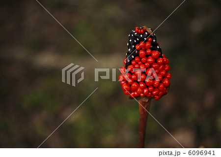 マムシソウ 6096941