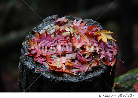 擬木の外柵に紅葉の落葉 6097507
