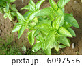 地植えバジル栽培 6097556