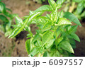 地植えバジル栽培 6097557