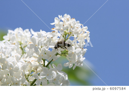 lilac  flower 6097584