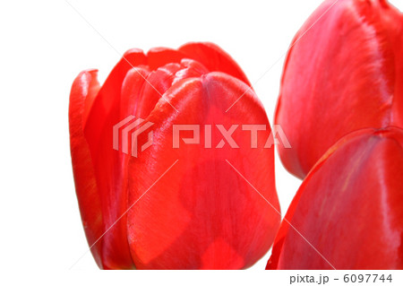 flower red tulip 6097744