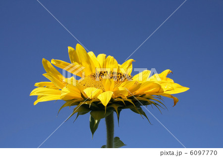 sunflower  sunflower  6097770