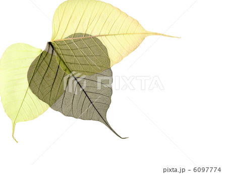 decorative skeleton leafs decorative skeleton leafs 6097774