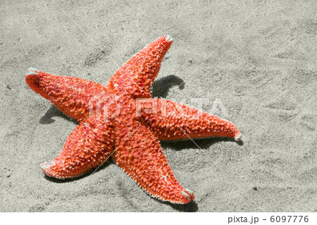 starfish starfish 6097776