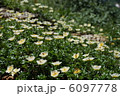 チングルマの群生 6097778