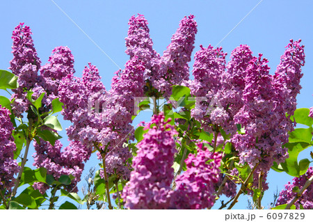 lilac  flower 6097829