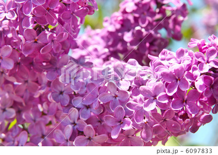 lilac flower lilac flower 6097833