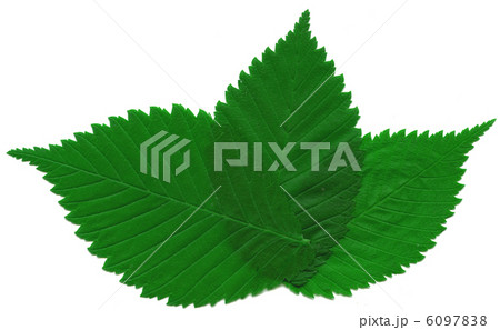 elm leafs elm leafs 6097838