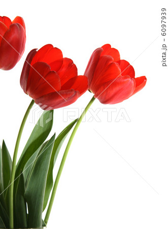 flowers tulip flowers tulip 6097939