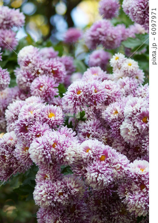 スプレー菊　手毬菊?　ポンポン菊? 6097971