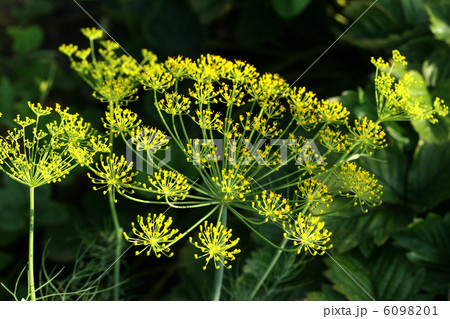 Dill flower Dill flower 6098201