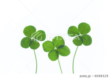 四葉のクローバー 四葉のクローバー 6098329