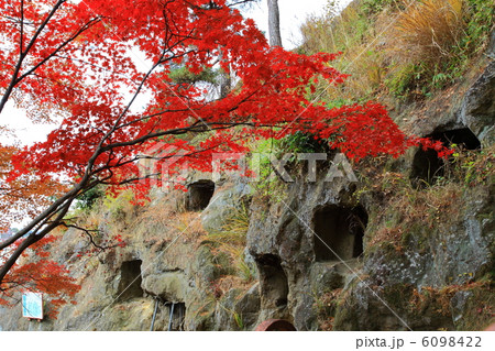 紅葉の吉見百穴-吉見にて 紅葉の吉見百穴-吉見にて 6098422