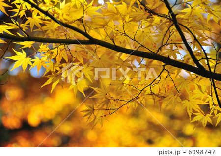六義園の紅葉 六義園の紅葉 6098747