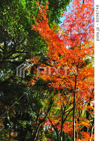 六義園の紅葉 6098748