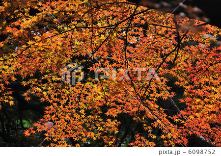 六義園の紅葉 6098752