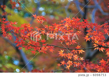 六義園の紅葉 6098753