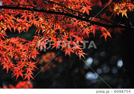 六義園の紅葉 6098754