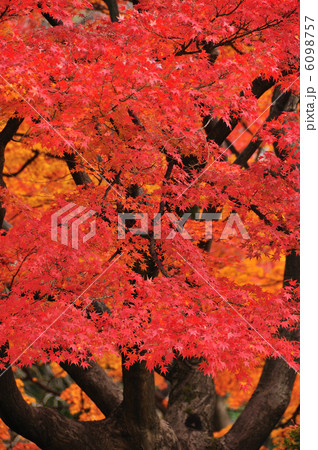 六義園の紅葉 6098757