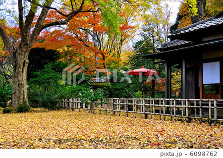 六義園の紅葉 6098762