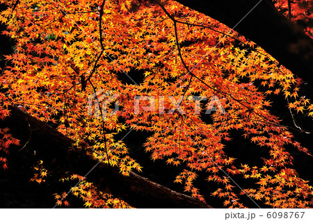 六義園の紅葉 六義園の紅葉 6098767