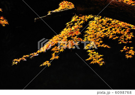 六義園の紅葉 6098768